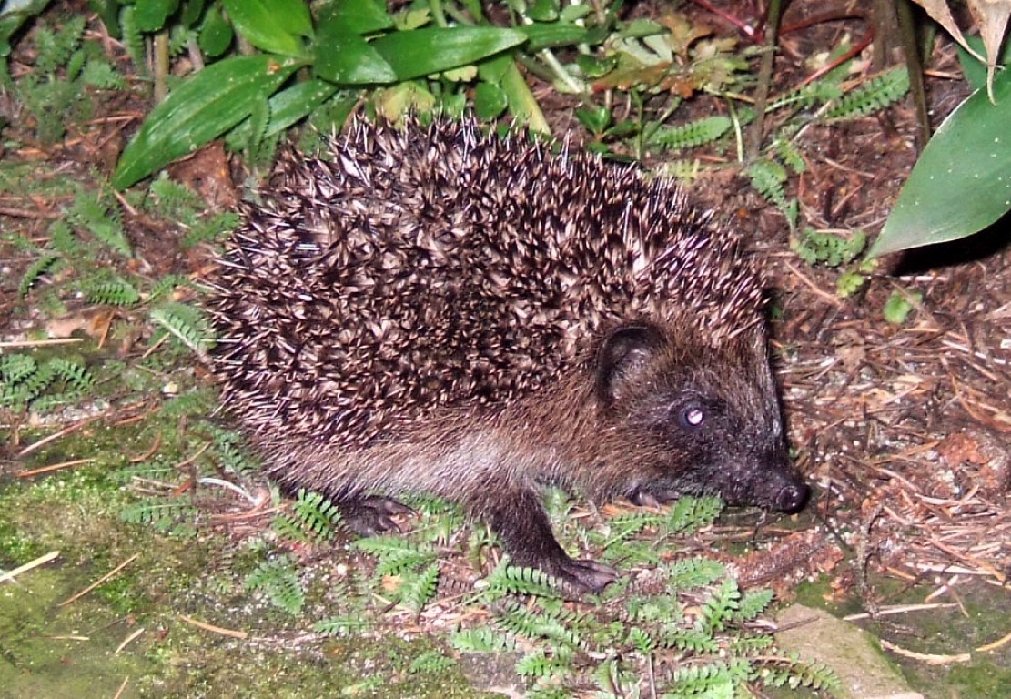 Dit stekelvarken noemen wij een pinegel